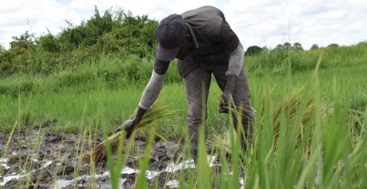 My hope is alive, says a former wetland user